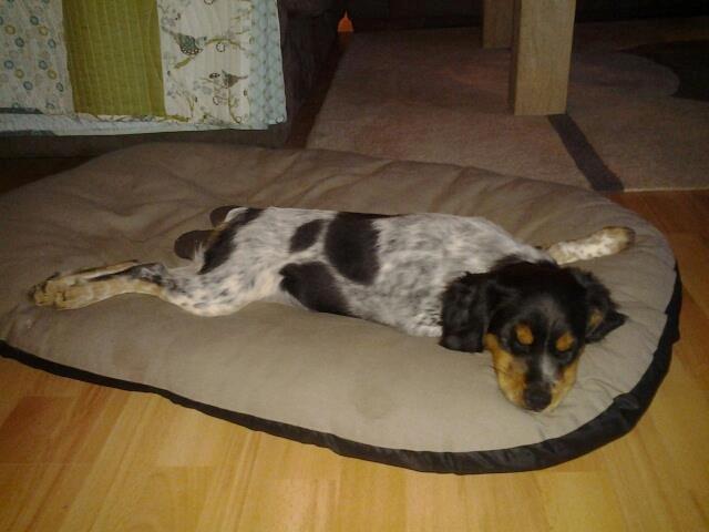 Breton Tessa billede 9