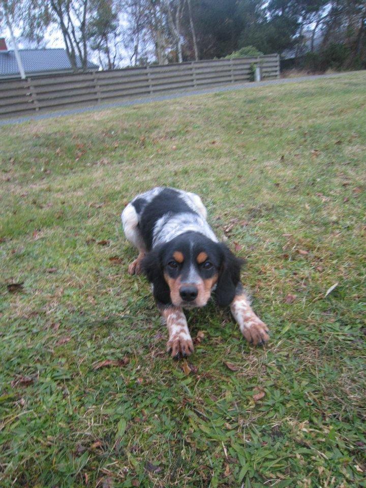 Breton Tessa - Tessa 4½ mdr. billede 10