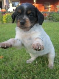 Breton Tessa billede 11