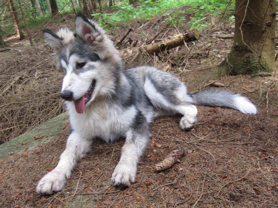 Blanding af racer Balto - TEENAGER.. en akavet periode for mange, Baltos krop og pels voksede i meget forskelligt tempo.. ! billede 19