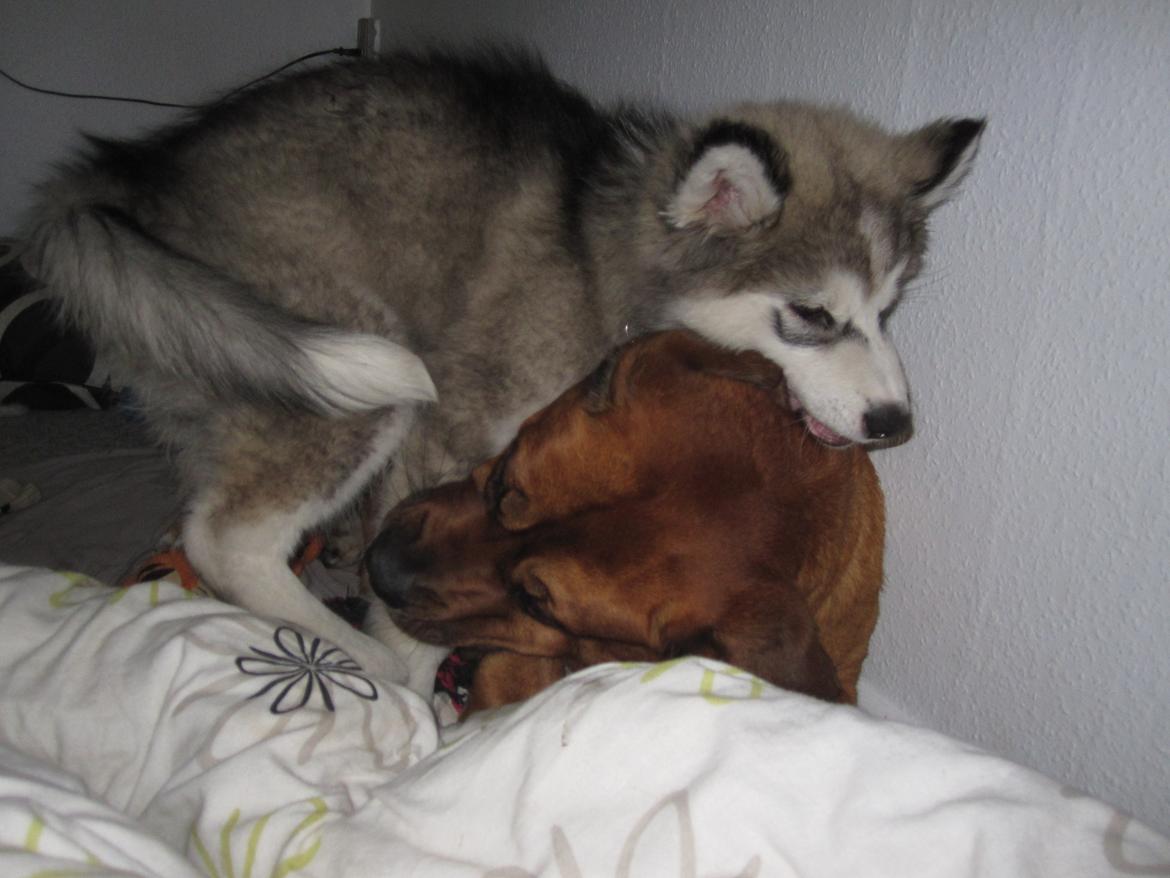 Blanding af racer Balto - Store Nanna skal lige humpes lidt.. Han var ikke bange af sig. billede 9