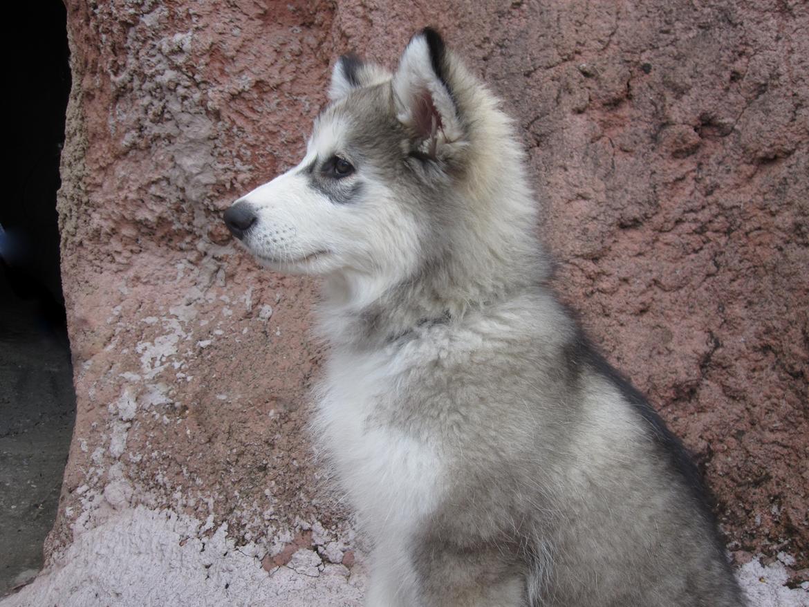 Blanding af racer Balto - Sin fin man kan være.. billede 6