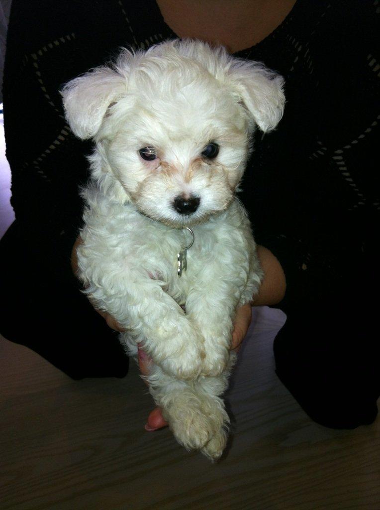 Malteser Cody billede 2