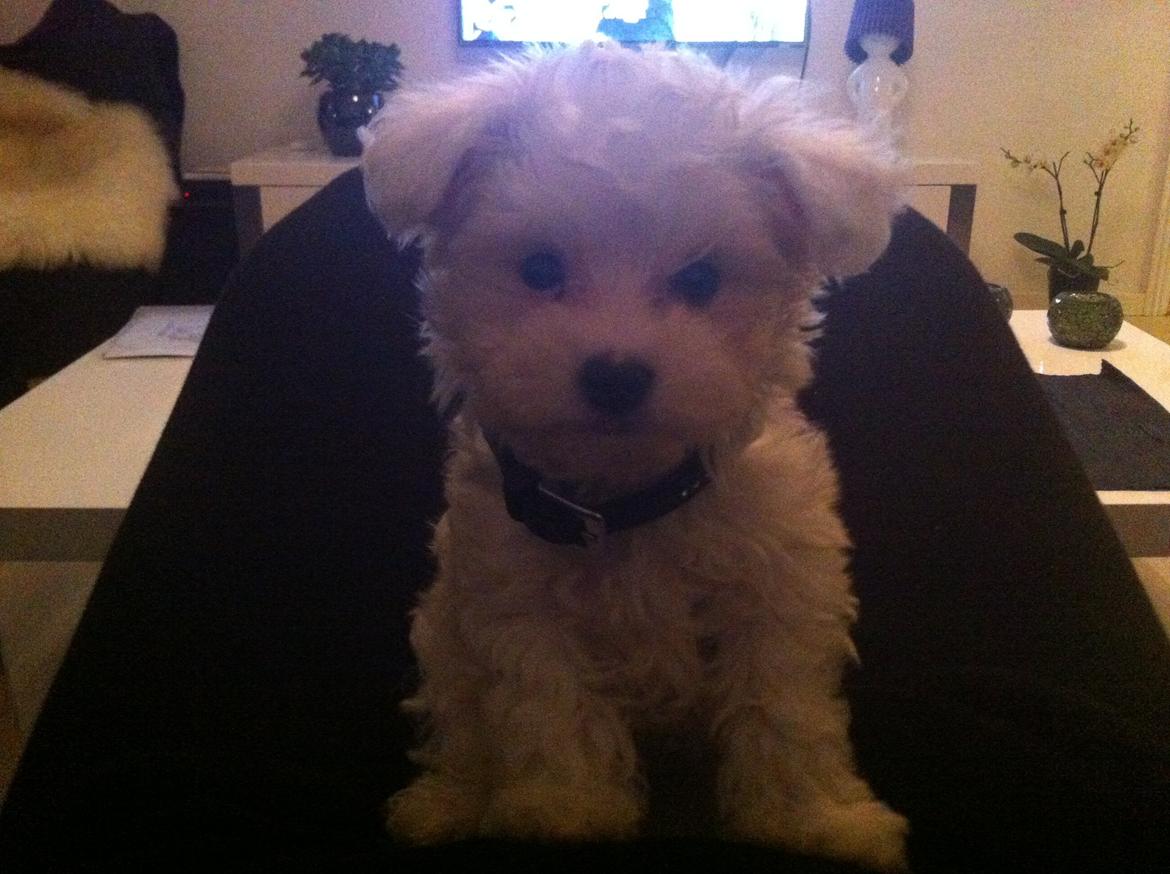 Malteser Cody billede 3
