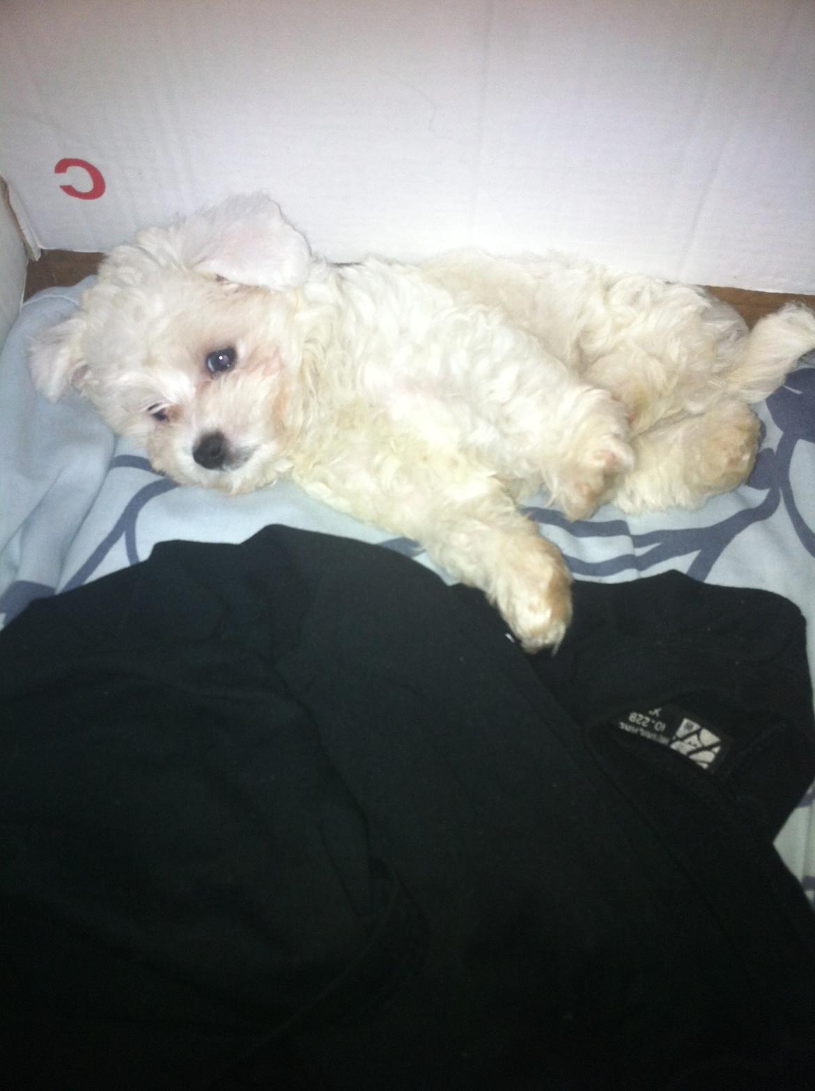 Malteser Cody billede 4