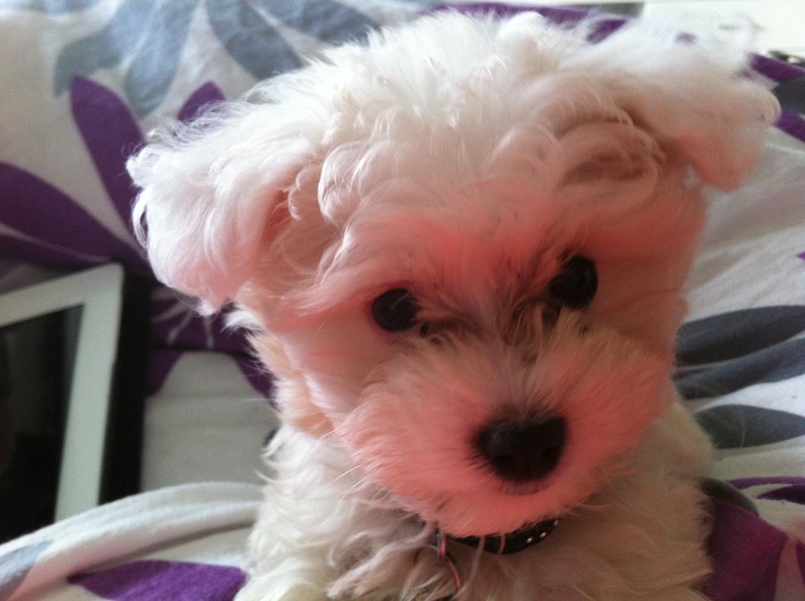 Malteser Cody billede 5
