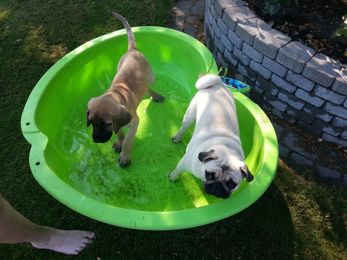 Mops Alf - Asta og Alf billede 6