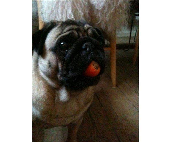 Mops Boris billede 2