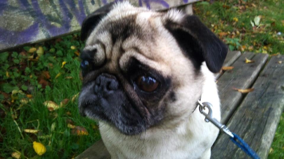 Mops Boris billede 3