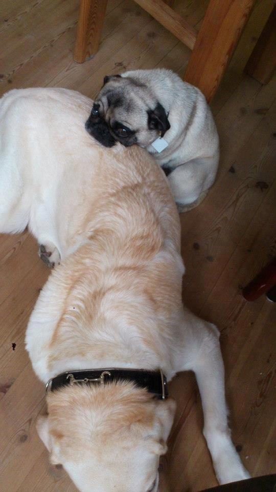 Mops Boris billede 4