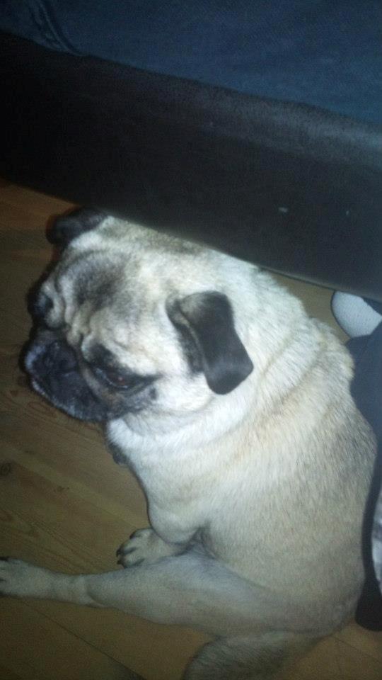 Mops Boris billede 5