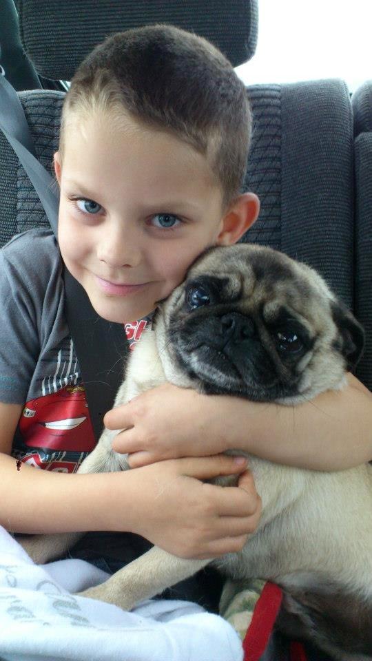 Mops Boris billede 6