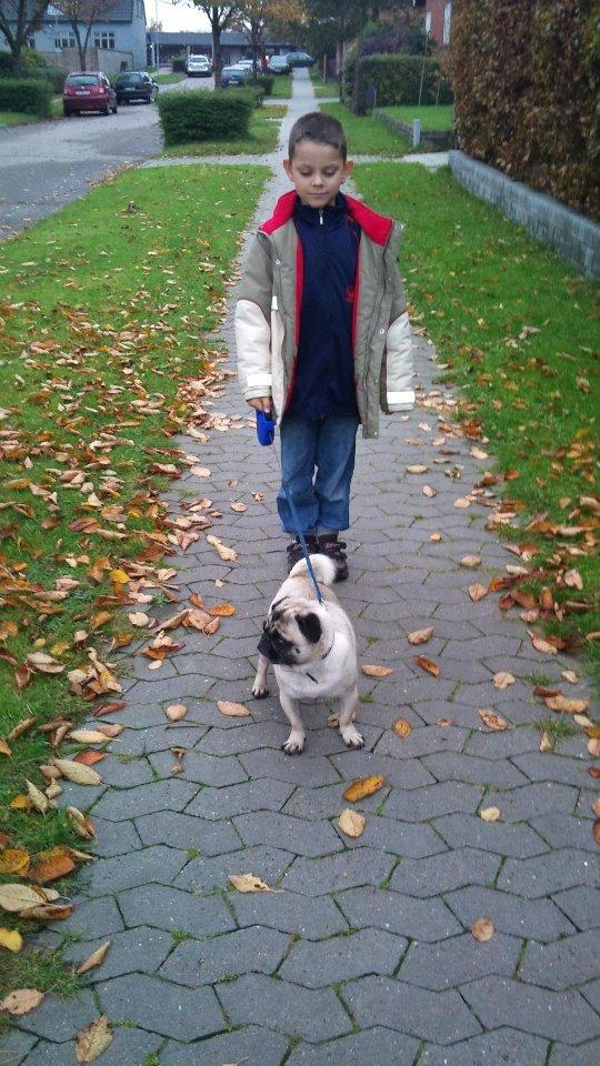 Mops Boris billede 7