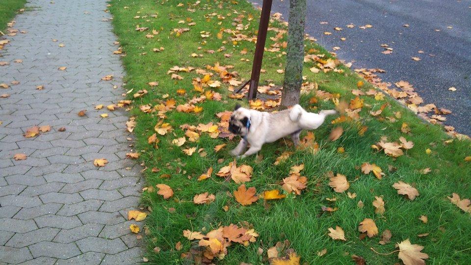 Mops Boris billede 8