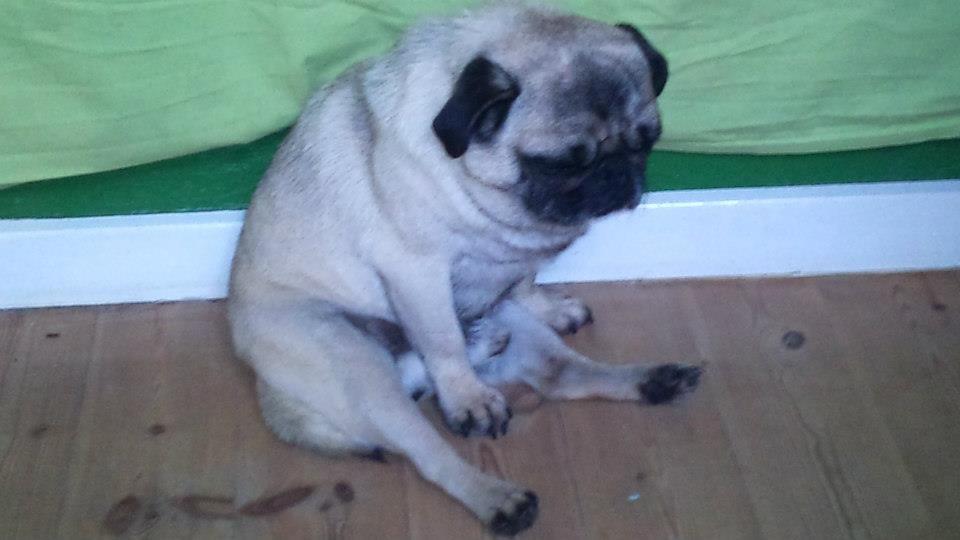 Mops Boris billede 9