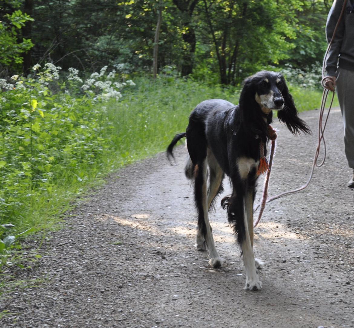 Saluki Kirman Arania billede 8