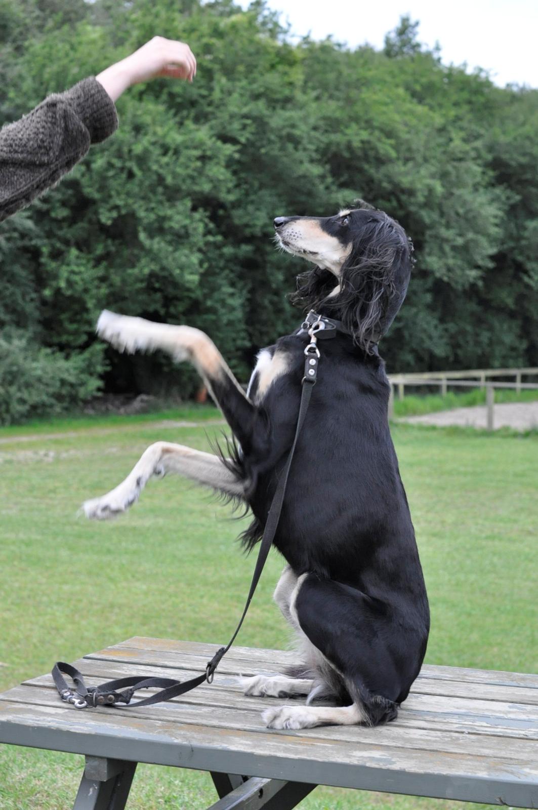 Saluki Kirman Arania - Simone har lært hende et flot trick. billede 20