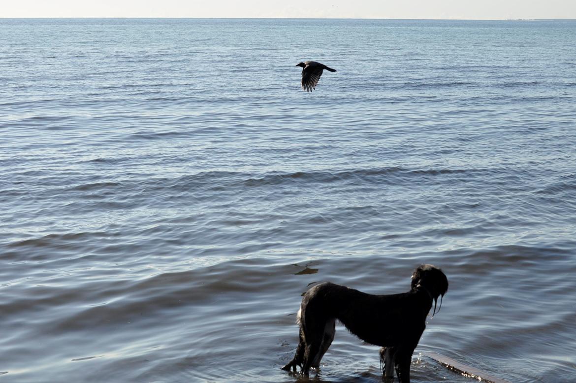Saluki Kirman Arania - Det dyr legede med hende >:) billede 10