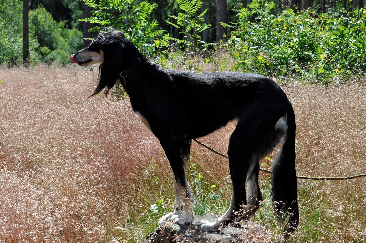 Saluki Kirman Arania billede 19
