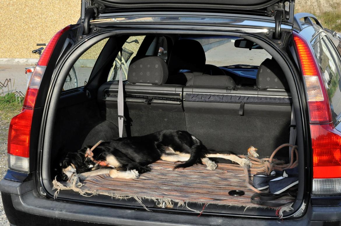 Saluki Kirman Arania billede 2