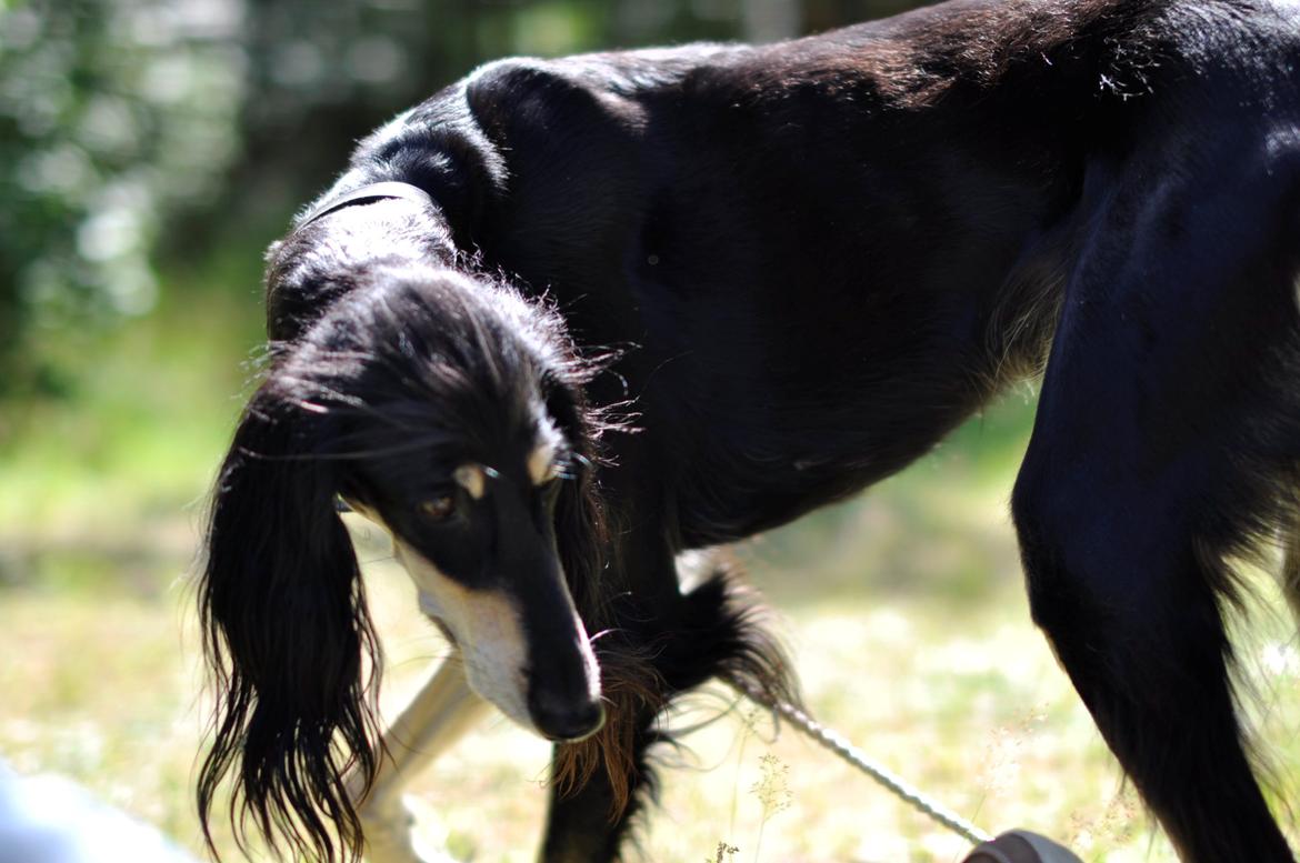 Saluki Kirman Arania billede 18