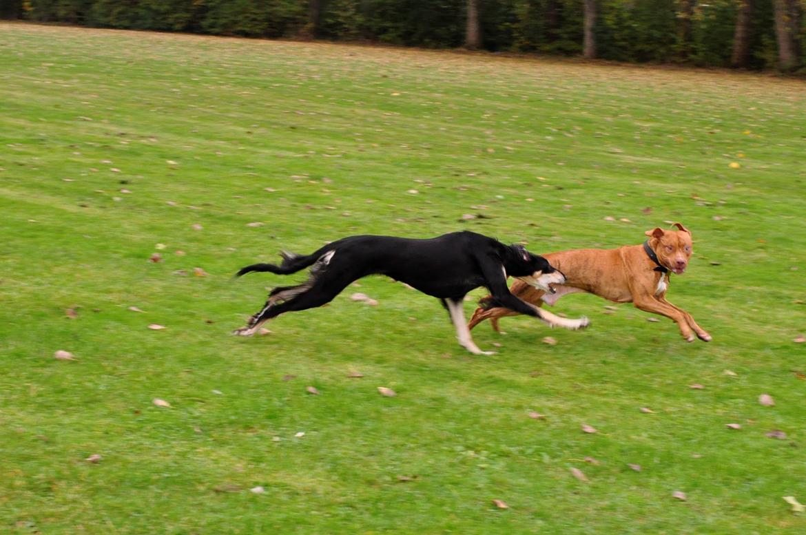 Saluki Kirman Arania - Hun elsker bare at lege fangeleg! Her er hun med søde Diego. Se mit fotoalbum for flere billeder. billede 14