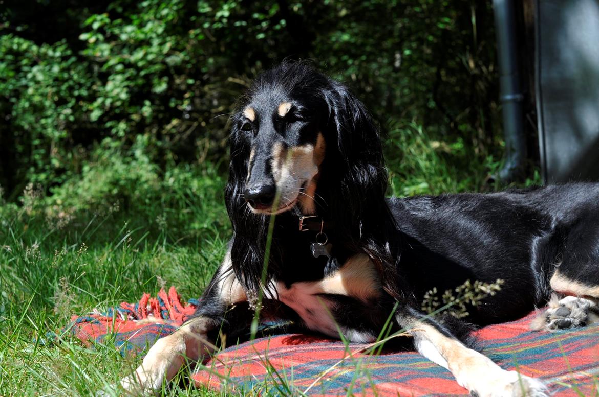 Saluki Kirman Arania billede 4