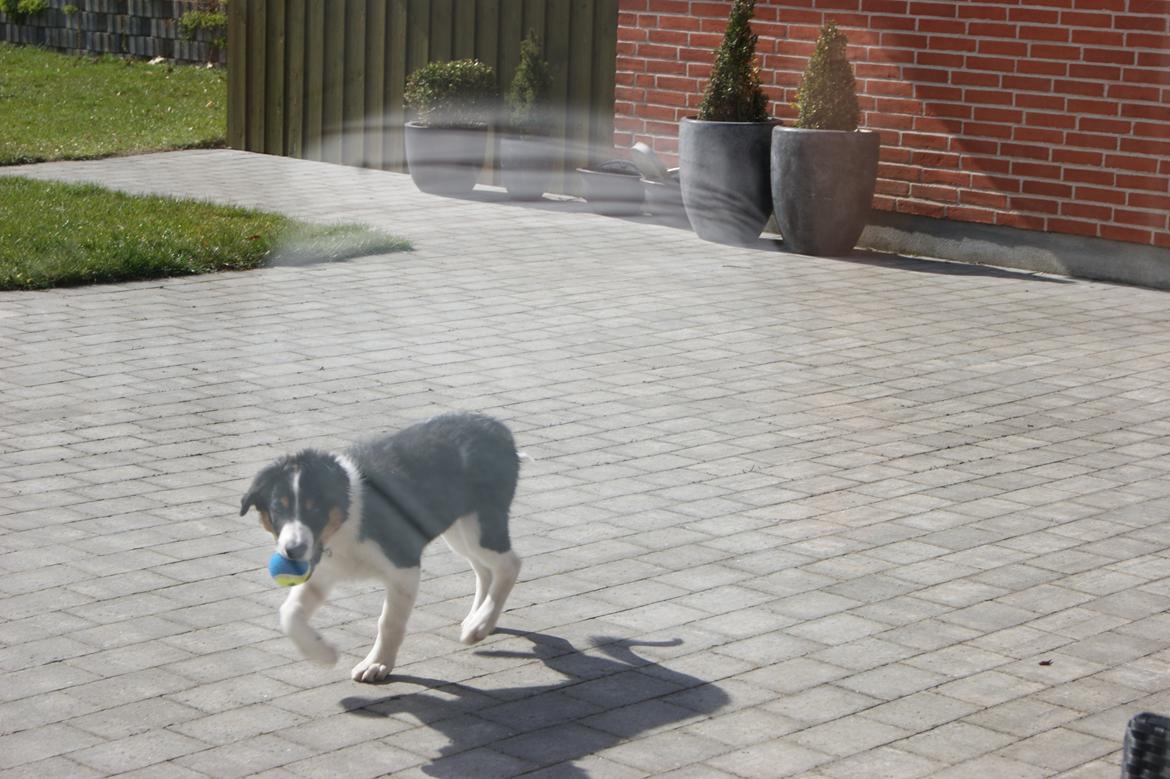 Border collie Aiko billede 4