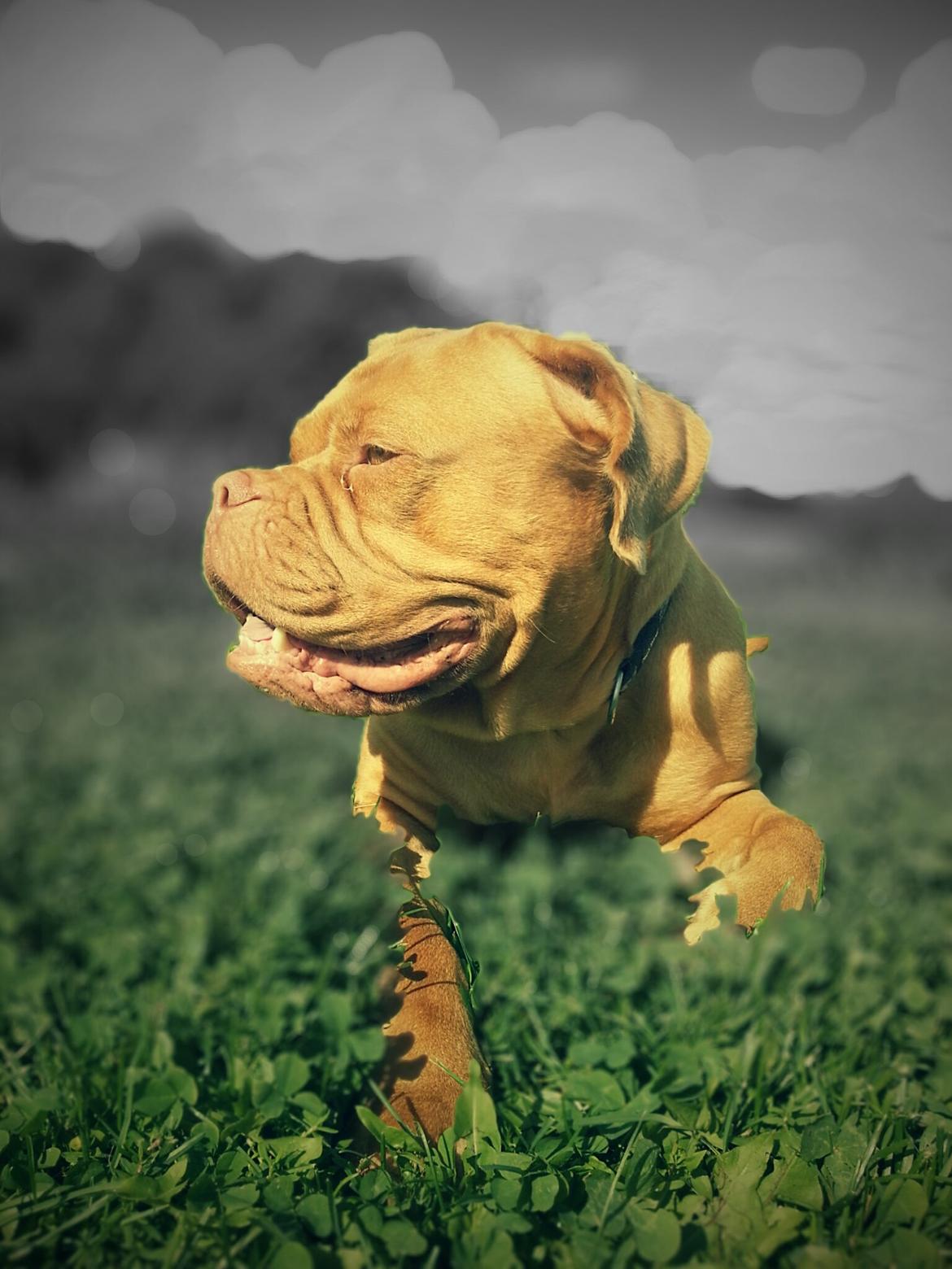 Dogue de bordeaux Emma (Tinke Grandis) - Super smukke Emma September 2012<3 billede 5