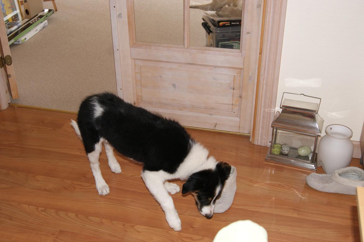 Border collie Aiko billede 5