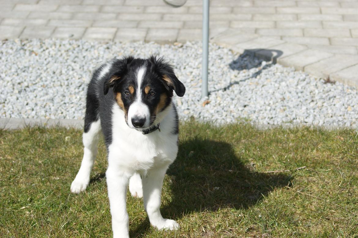 Border collie Aiko billede 6