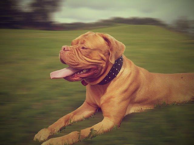 Dogue de bordeaux Emma (Tinke Grandis) - Vores dejlige pige i September 2012<3 billede 6