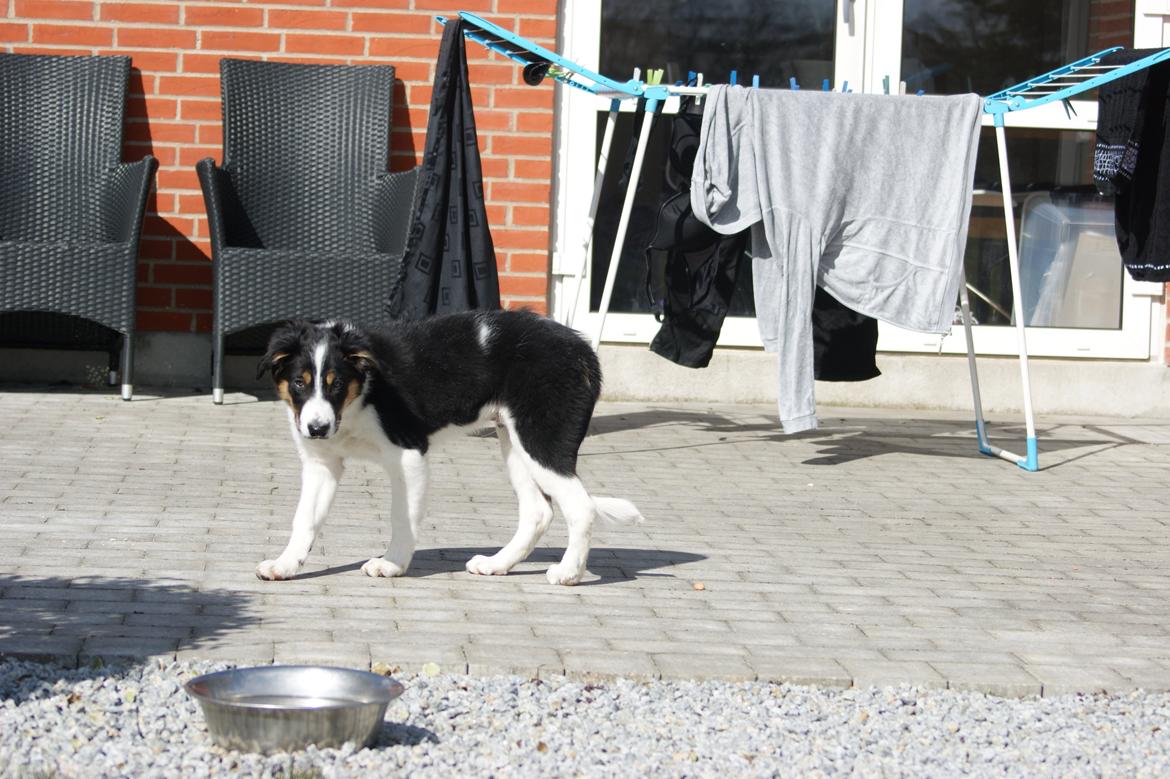 Border collie Aiko billede 7