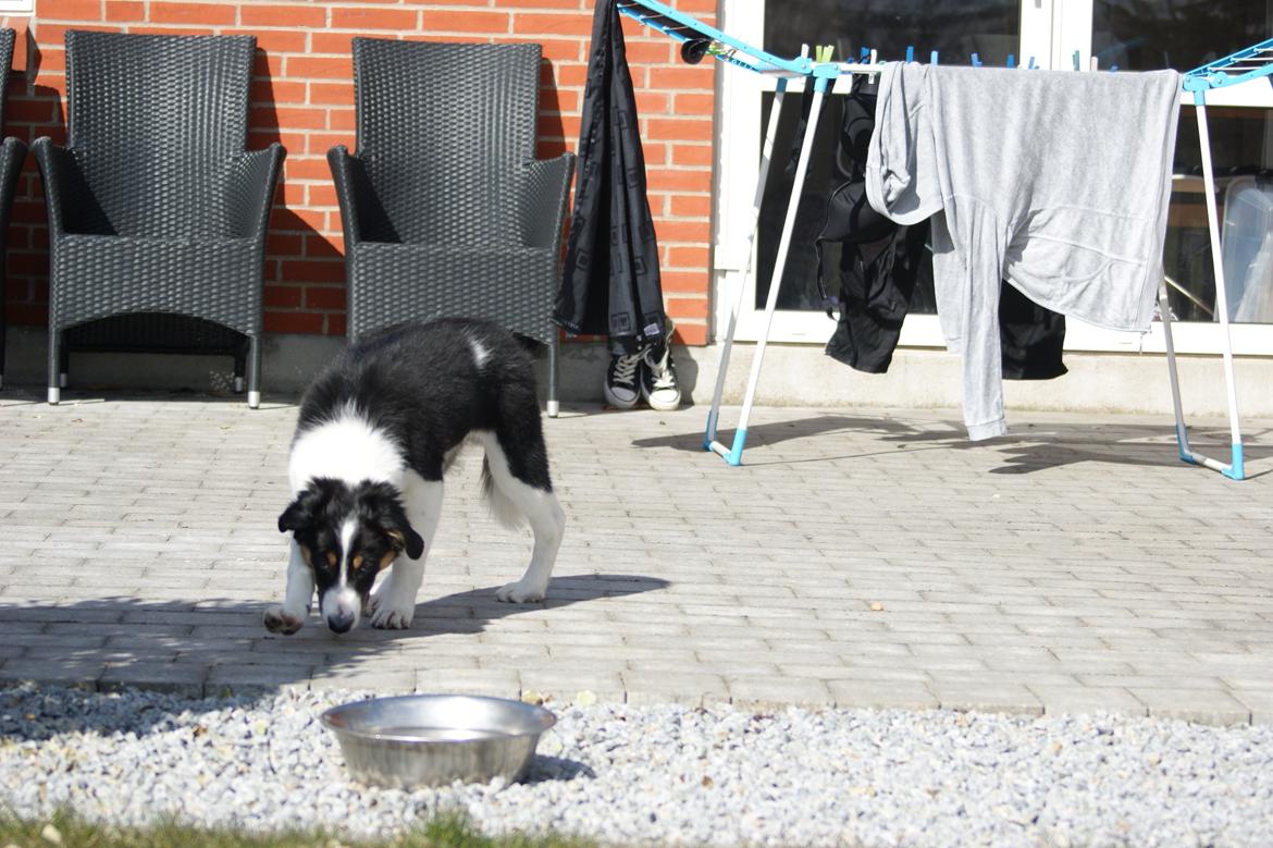 Border collie Aiko billede 8