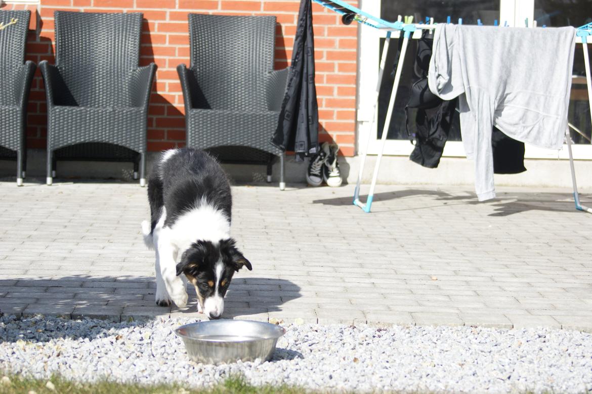 Border collie Aiko billede 9