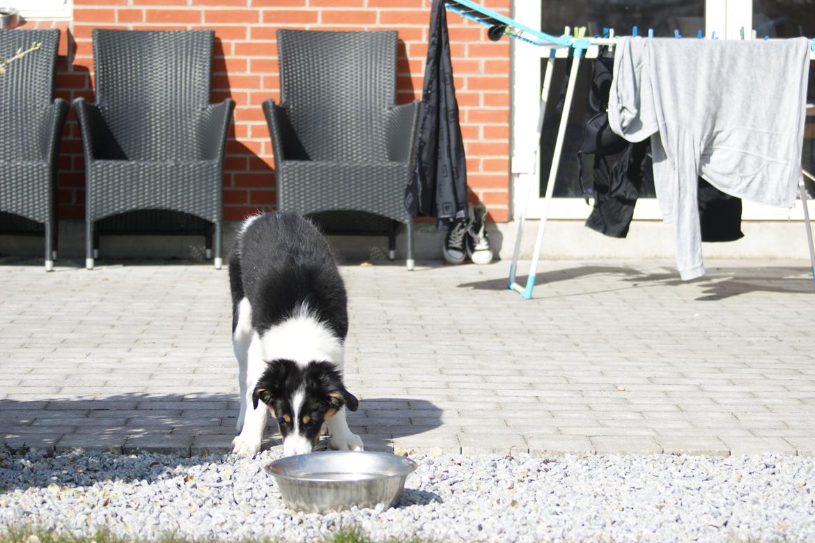 Border collie Aiko billede 10