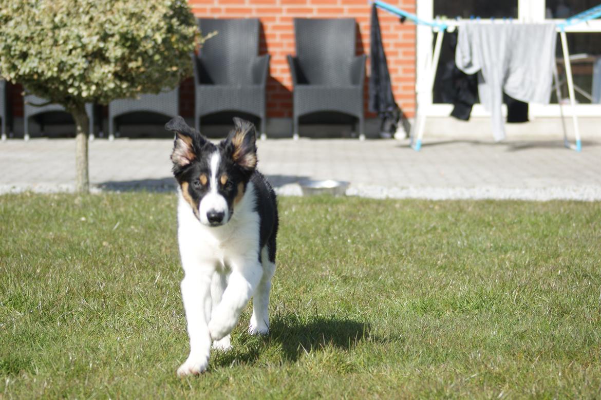 Border collie Aiko billede 11