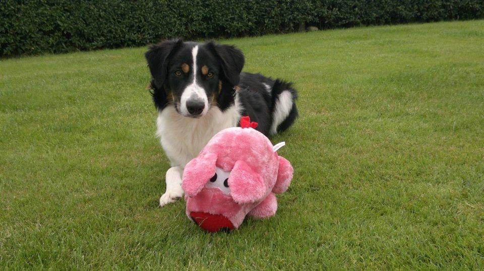 Border collie Aiko billede 12