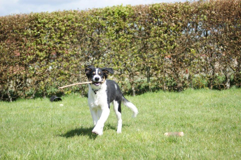 Border collie Aiko billede 3