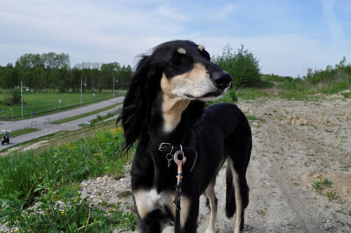 Saluki Kirman Arania billede 5