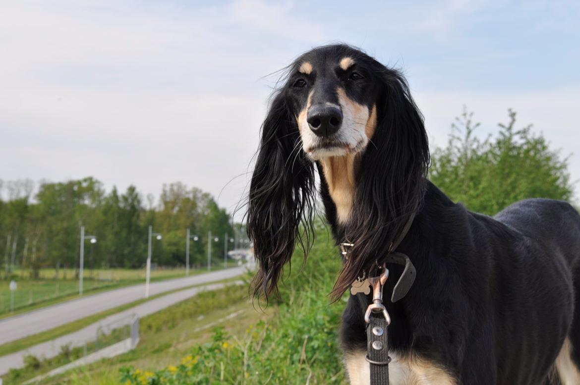 Saluki Kirman Arania billede 6
