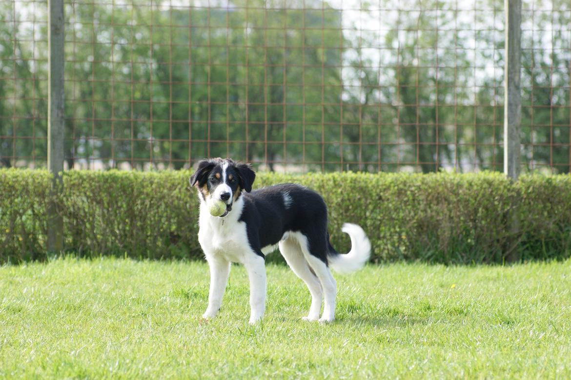 Border collie Aiko billede 13