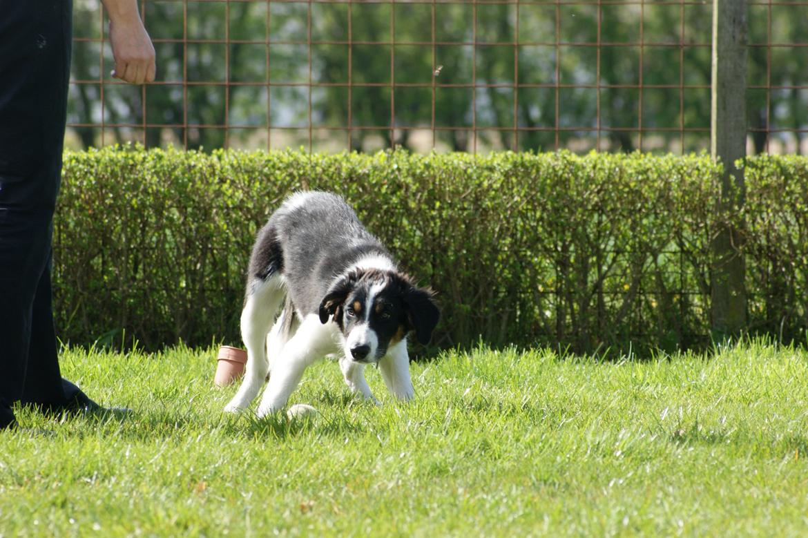 Border collie Aiko billede 14