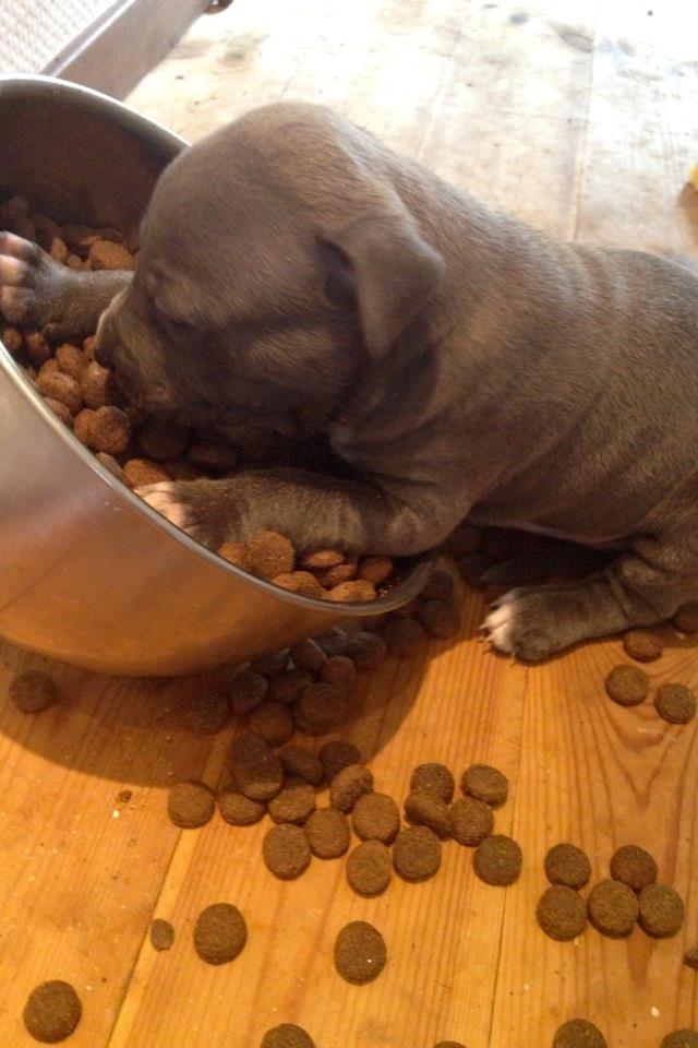 Staffordshire bull terrier Turbo billede 16