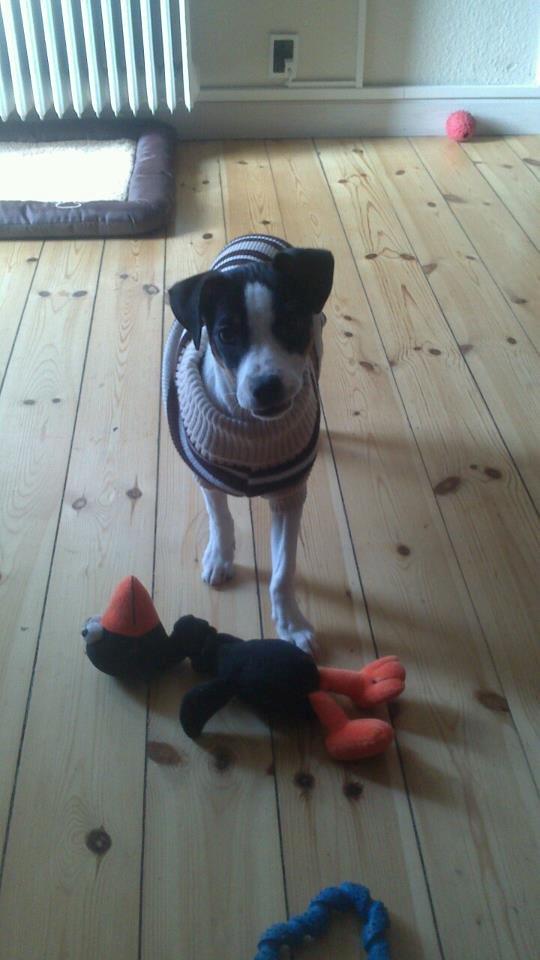 Dansk svensk gaardhund Chili billede 3