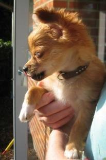 Chihuahua Delio billede 1