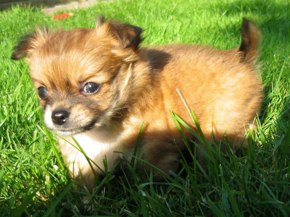 Chihuahua Delio billede 2