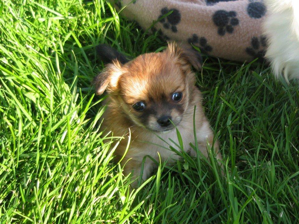 Chihuahua Delio billede 3