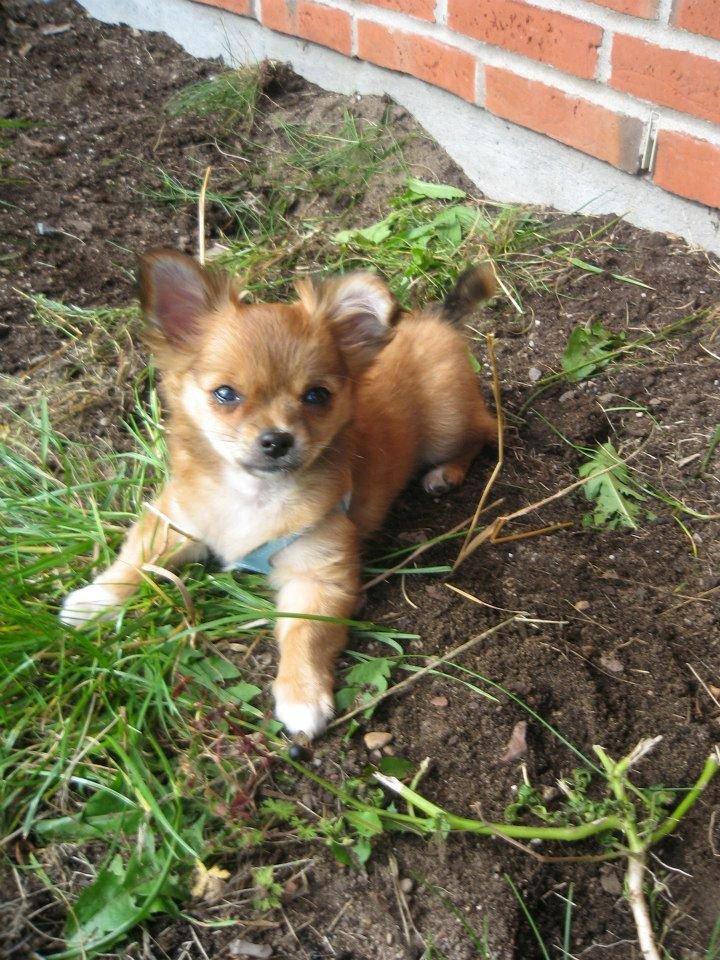 Chihuahua Delio billede 5