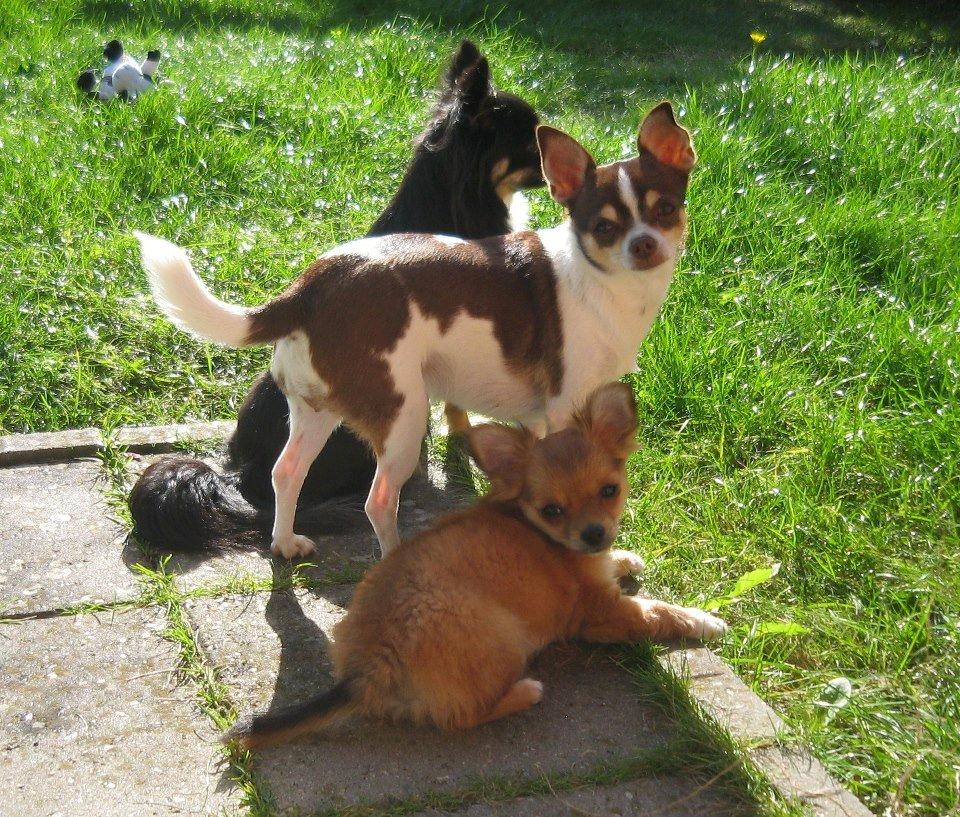 Chihuahua Delio billede 6